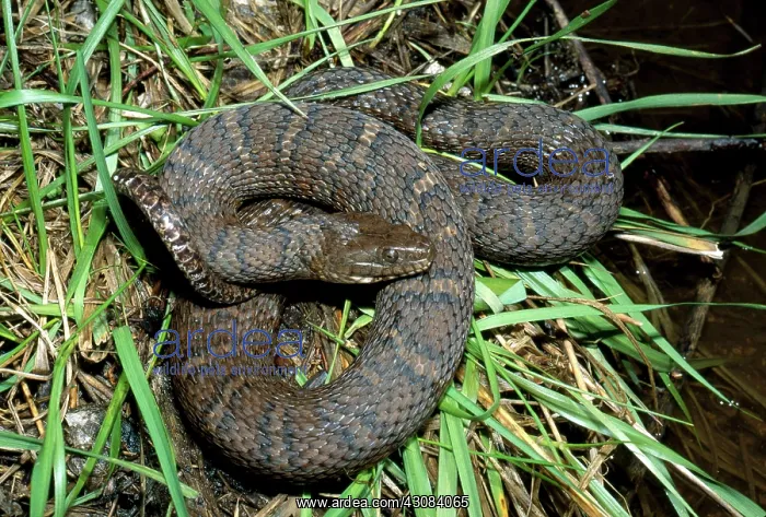 : Northern Water Snake : Northern Water Snake