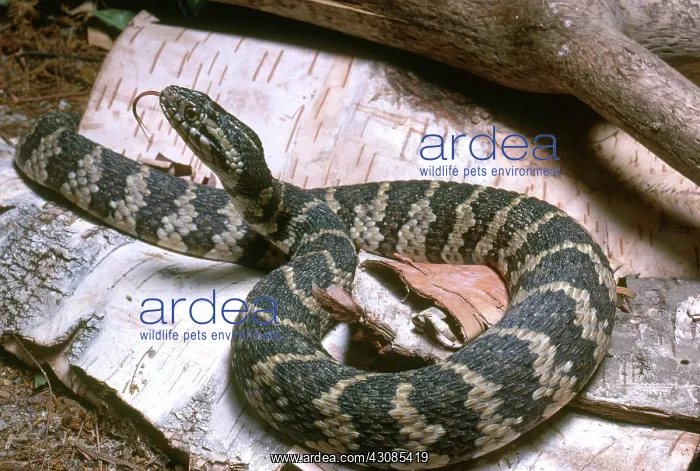 : Northern Water Snake : Northern Water Snake