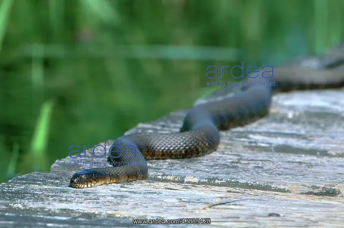 : Northern Water Snake : Northern Water Snake