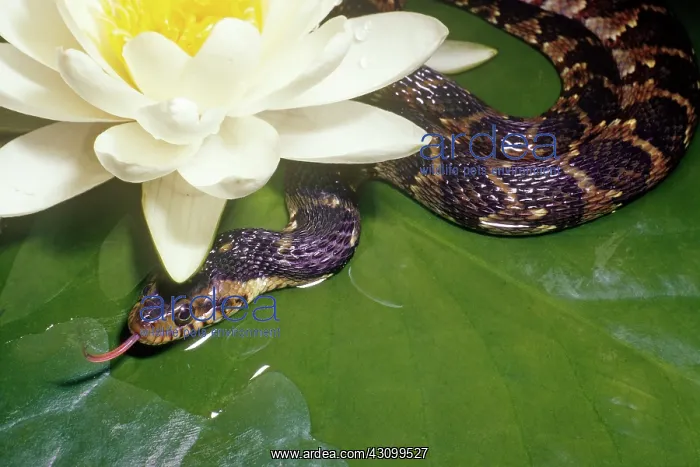 : Northern Water Snake (Nerodia sipedon) : Northern Water Snake (Nerodia sipedon)