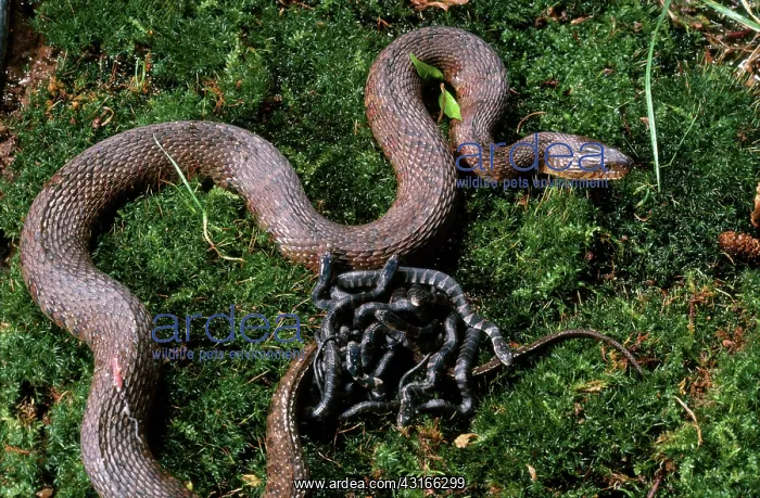 : Northern Water Snake and Young : Northern Water Snake and Young