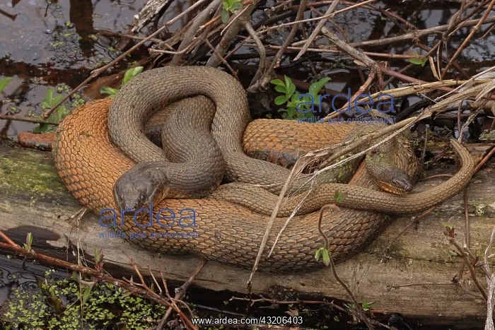 : Northern watersnakes (Nerodia sipedon), Maryland : Northern watersnakes (Nerodia sipedon), Maryland