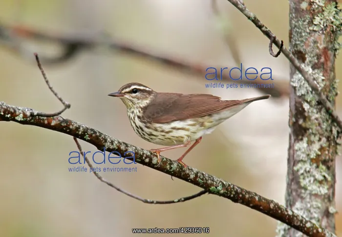 : Northern Waterthrush : Northern Waterthrush