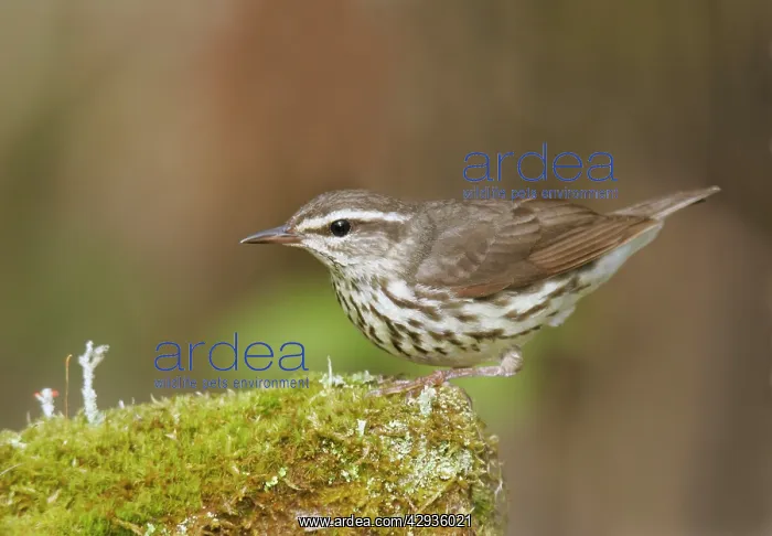 : Northern Waterthrush : Northern Waterthrush