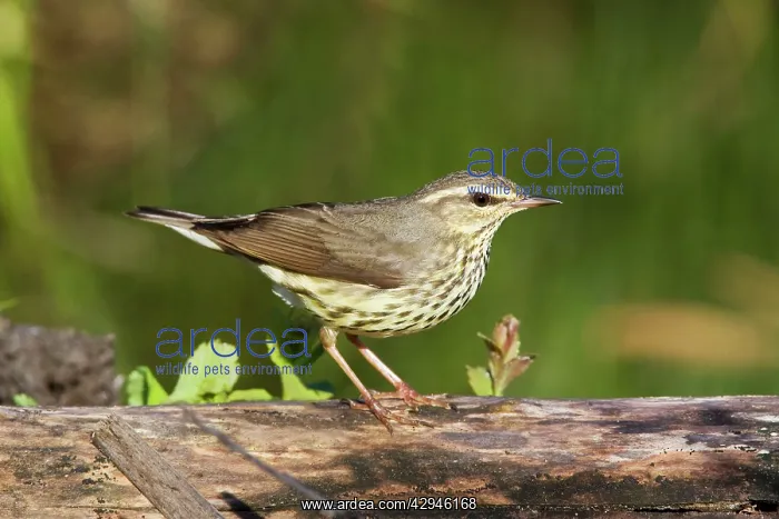 : Northern Waterthrush : Northern Waterthrush