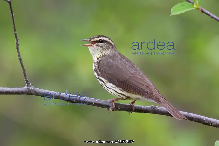 : Northern Waterthrush : Northern Waterthrush