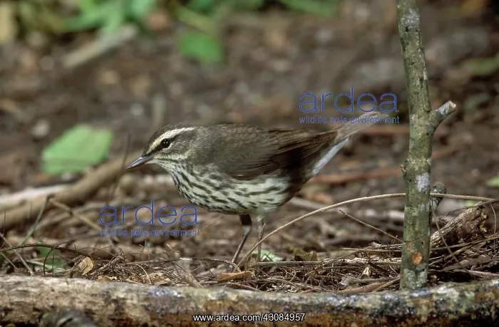 : Northern Waterthrush : Northern Waterthrush