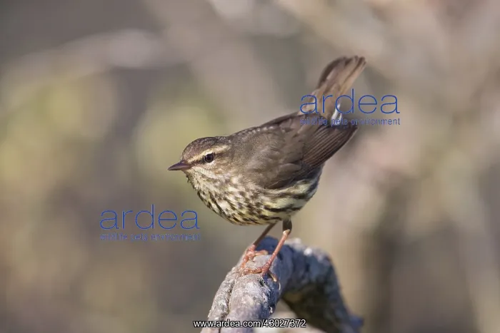 : Northern Waterthrush perched on snag in marsh : Northern Waterthrush perched on snag in marsh
