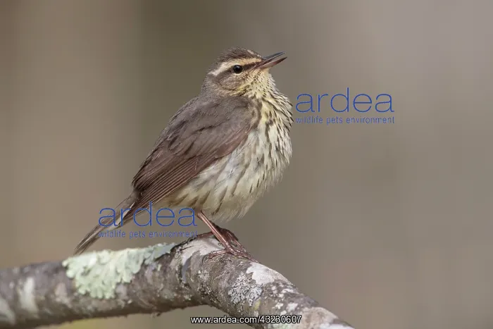 : Northern Waterthrush Seiurus noveboracensis Sining on : Northern Waterthrush Seiurus noveboracensis Sining on