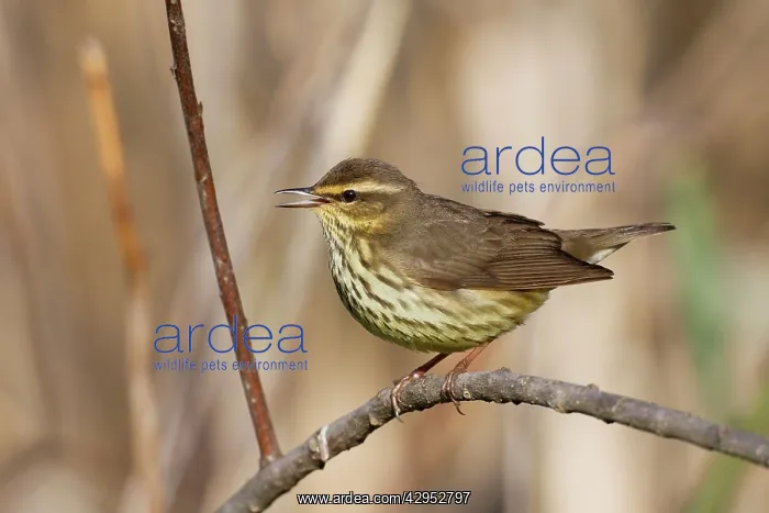 : Northern Waterthrush - singing on territory in spring : Northern Waterthrush - singing on territory in spring