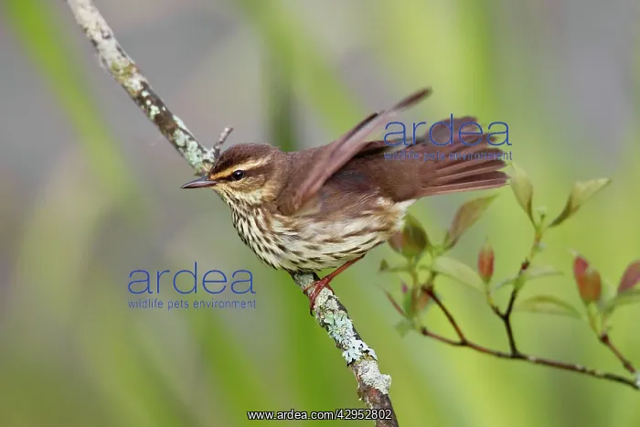 : Northern Waterthrush - on territory in spring : Northern Waterthrush - on territory in spring