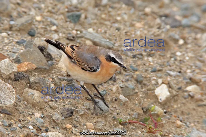 : Northern Wheatear : Northern Wheatear
