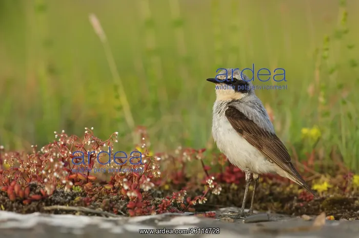 : Northern Wheatear : Northern Wheatear