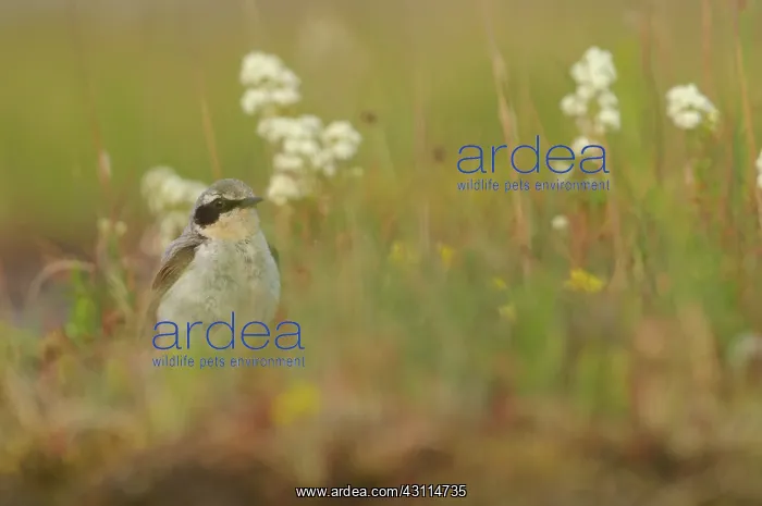 : Northern Wheatear : Northern Wheatear