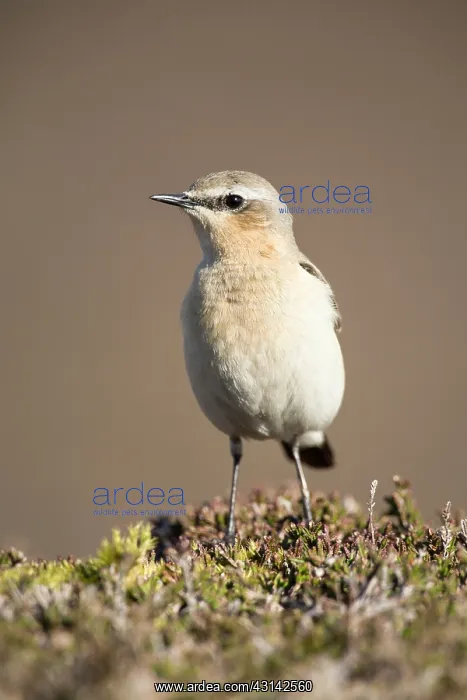 : Northern Wheatear : Northern Wheatear
