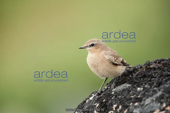 : Northern Wheatear : Northern Wheatear