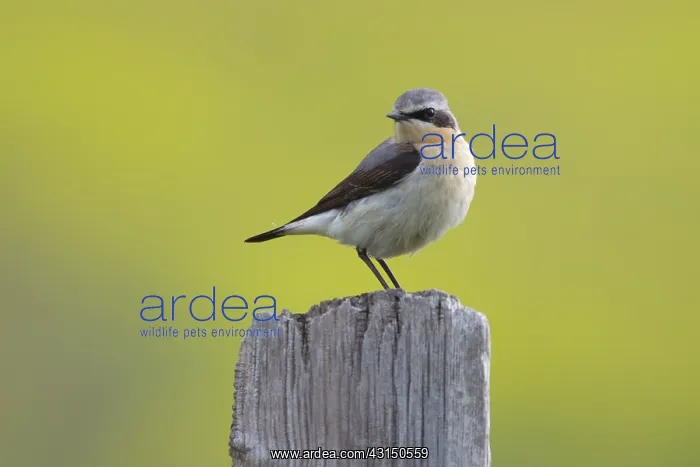 : Northern Wheatear : Northern Wheatear