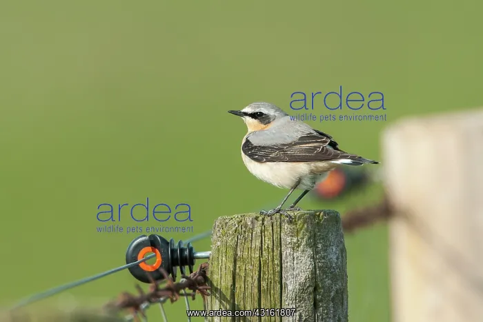 : Northern Wheatear : Northern Wheatear