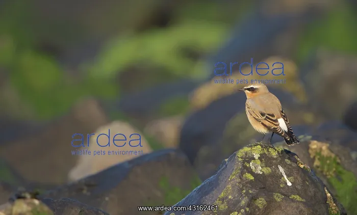 : Northern Wheatear : Northern Wheatear