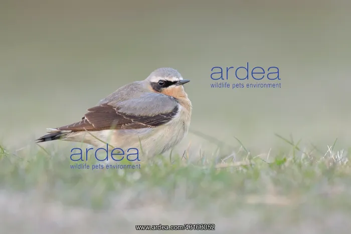 : Northern Wheatear : Northern Wheatear