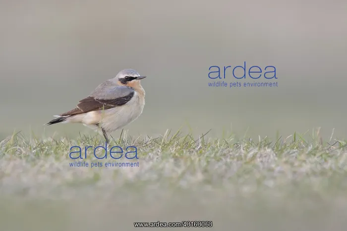 : Northern Wheatear : Northern Wheatear