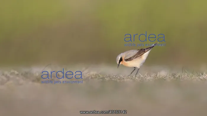 : Northern Wheatear : Northern Wheatear