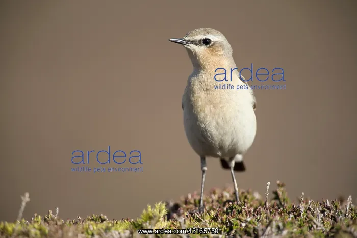 : Northern Wheatear : Northern Wheatear