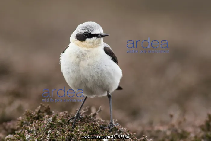 : Northern Wheatear : Northern Wheatear