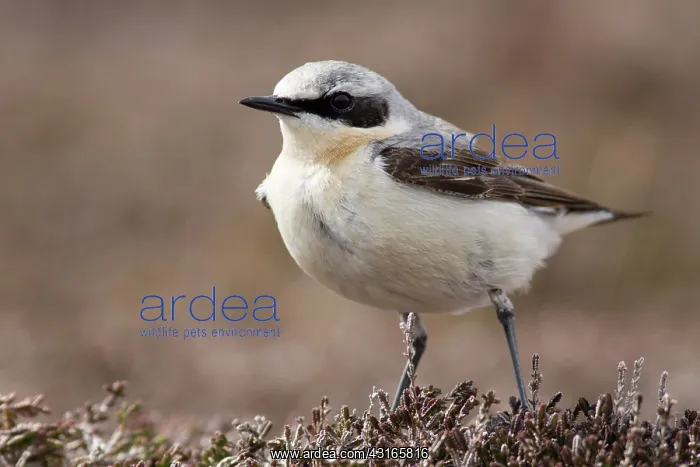 : Northern Wheatear : Northern Wheatear