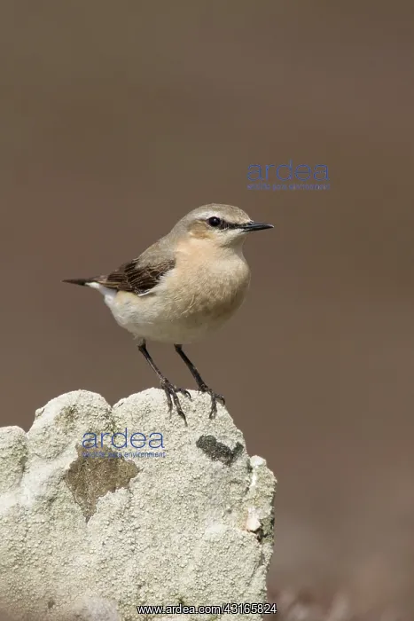 : Northern Wheatear : Northern Wheatear