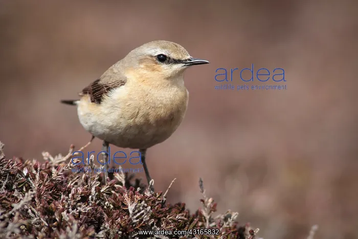 : Northern Wheatear : Northern Wheatear