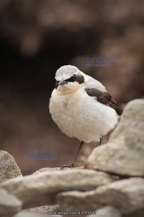 : Northern Wheatear : Northern Wheatear