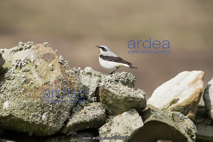 : Northern Wheatear : Northern Wheatear
