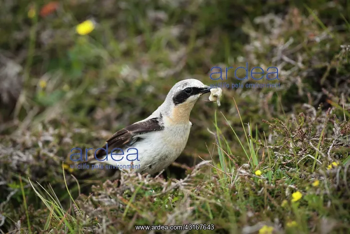 : Northern Wheatear : Northern Wheatear