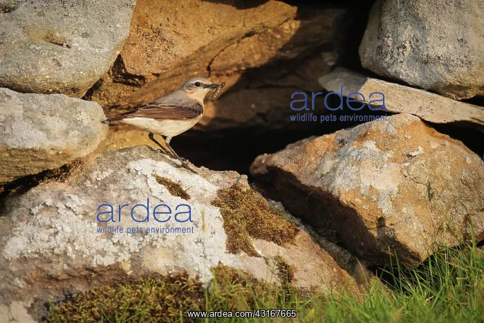 : Northern Wheatear : Northern Wheatear