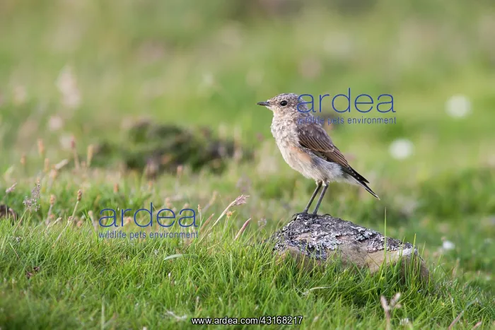 : Northern Wheatear : Northern Wheatear