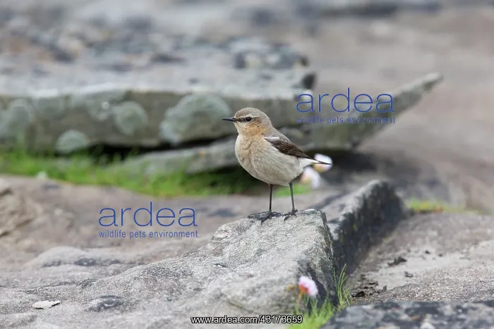 : Northern Wheatear : Northern Wheatear