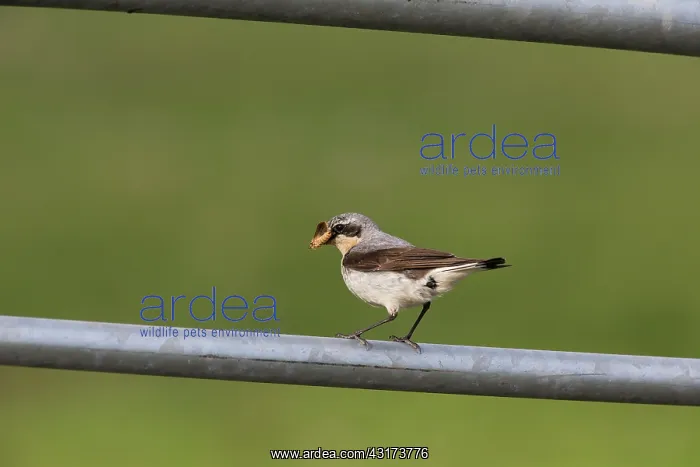 : Northern Wheatear : Northern Wheatear