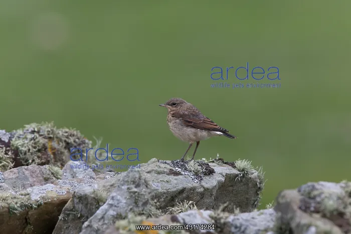 : Northern Wheatear : Northern Wheatear