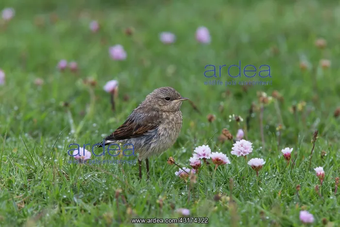 : Northern Wheatear : Northern Wheatear