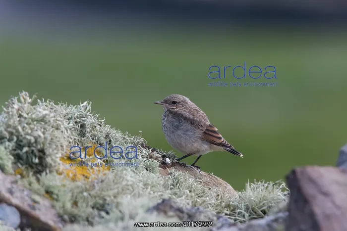 : Northern Wheatear : Northern Wheatear