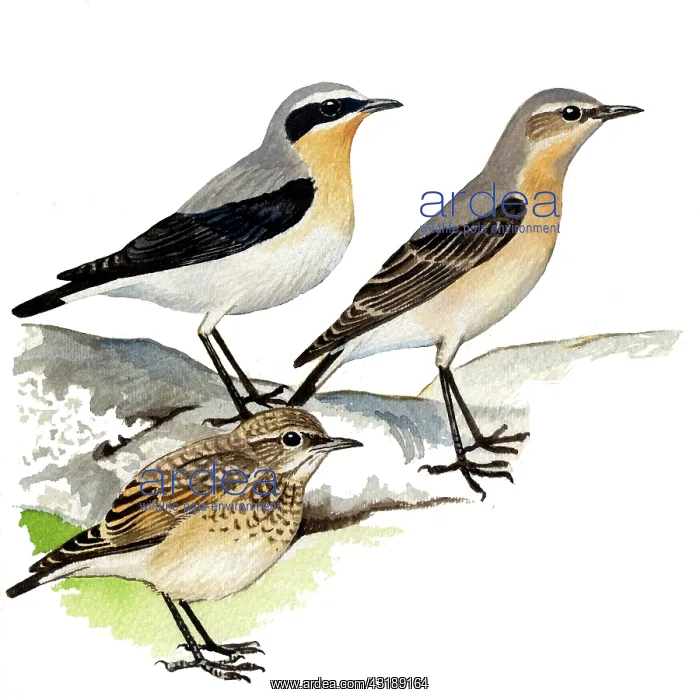 : Northern Wheatear : Northern Wheatear