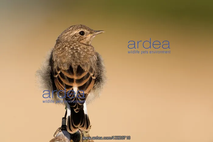: Northern Wheatear : Northern Wheatear