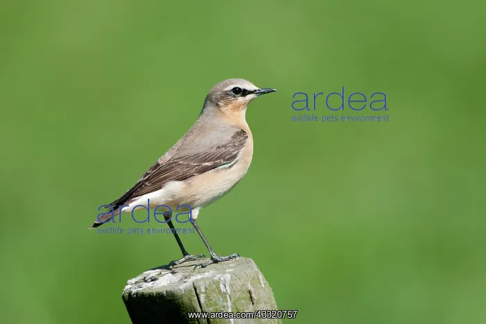 : Northern Wheatear : Northern Wheatear