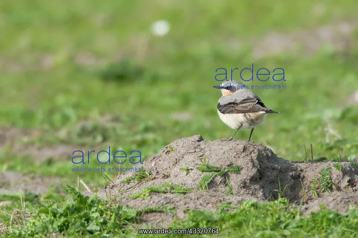 : Northern Wheatear : Northern Wheatear