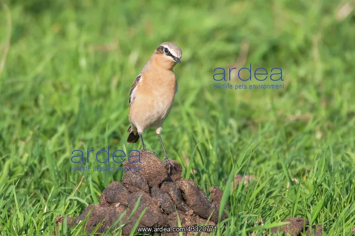  : Northern Wheatear