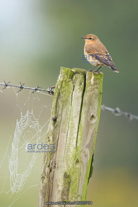 : Northern Wheatear : Northern Wheatear