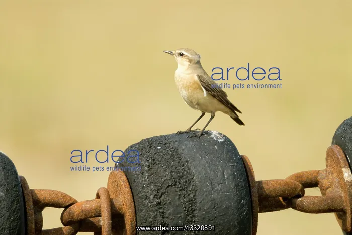 : Northern Wheatear : Northern Wheatear