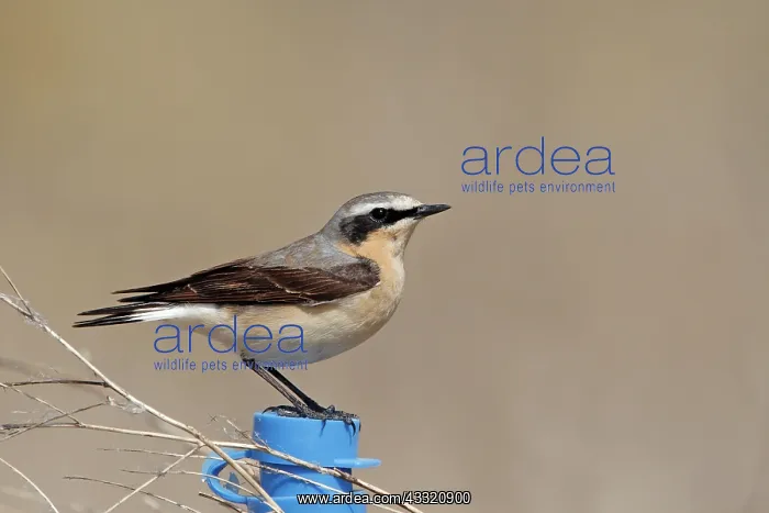 : Northern Wheatear : Northern Wheatear
