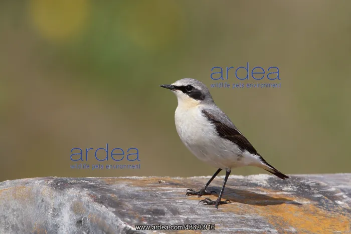 : Northern Wheatear : Northern Wheatear
